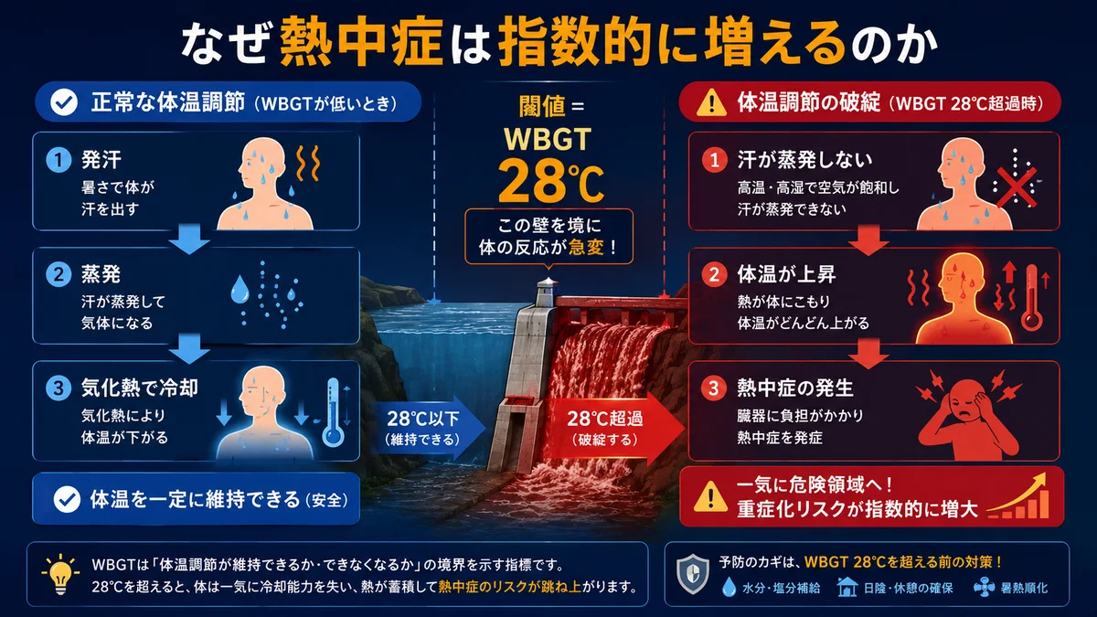 体温調節メカニズムと閾値の図解|発汗蒸発の限界でWBGT上昇時に熱中症リスク急増